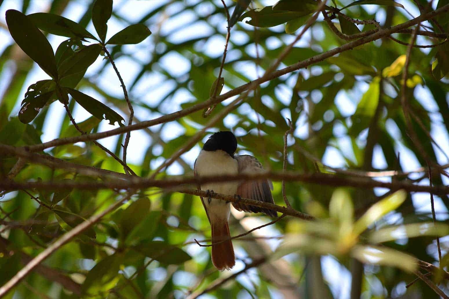 shinning-monarch-female-1