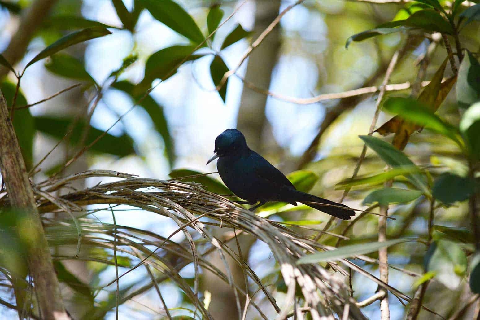 shinning-monarch-male-2