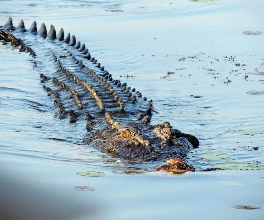 saltwater-crocodile