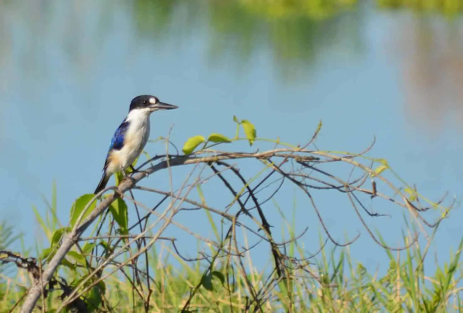 Forest-King-Fisher-cropped