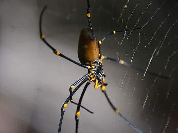 GHolden-Orb-spider-darwin-day-tours-fogg-dam