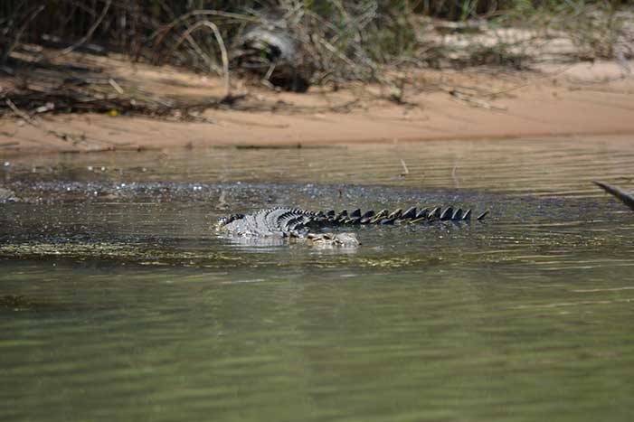 Salt-water-crocodile-701x-467