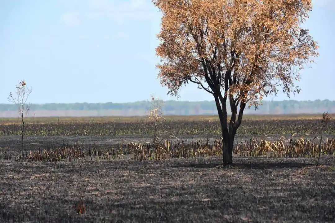 burned-floodplain-single-tree