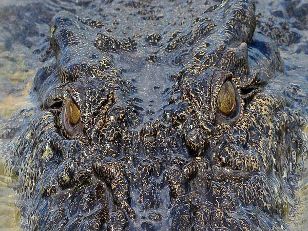 croc-eyes (1)