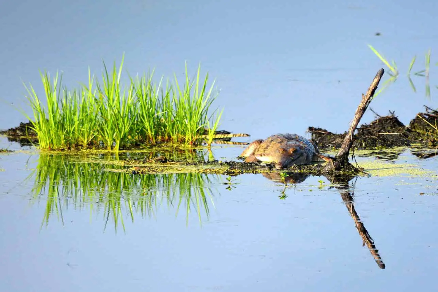 croc-on-fogg-copy-cropped