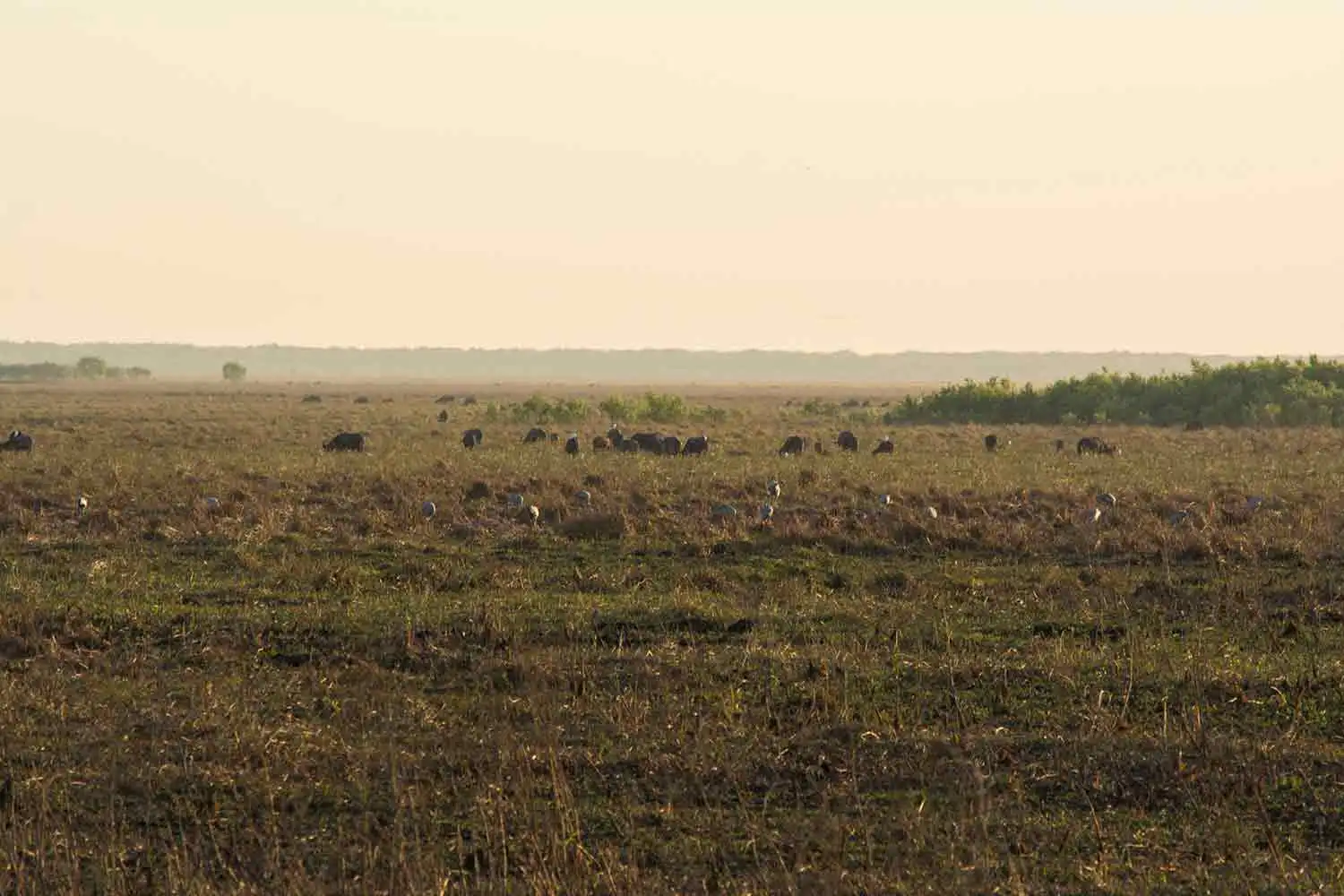 herd-of-buffalo-at-Fogg-Dam