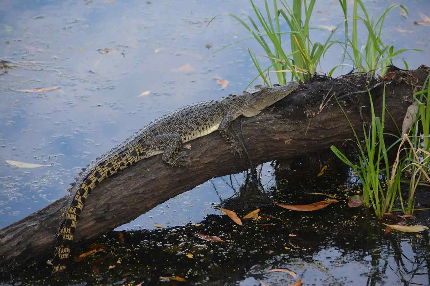 little-salti-on-a-log