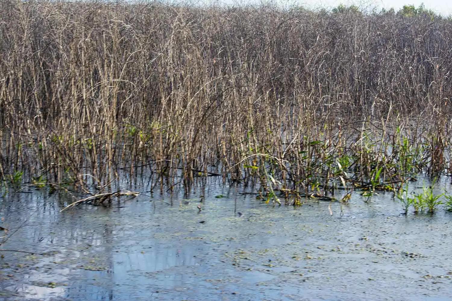sesbania-thicket-blocking-view-frmo-lily-walk