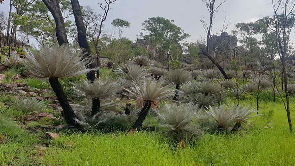 silver-cycads