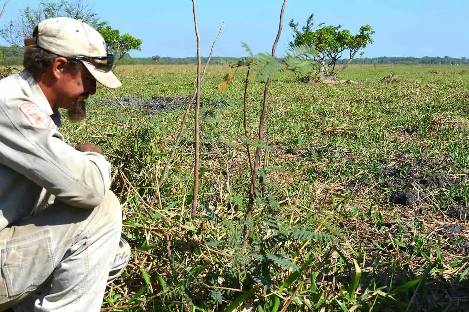 small-mimosa-plant-on-floodplain
