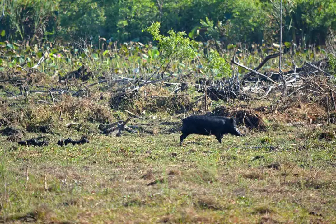 sow-and-piglets-on-the-run-at-Fogg-Dam
