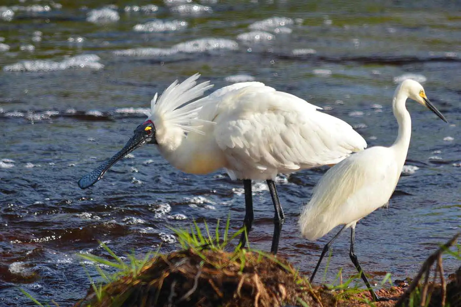 spoonbill-and-egret-copy-small-cropped