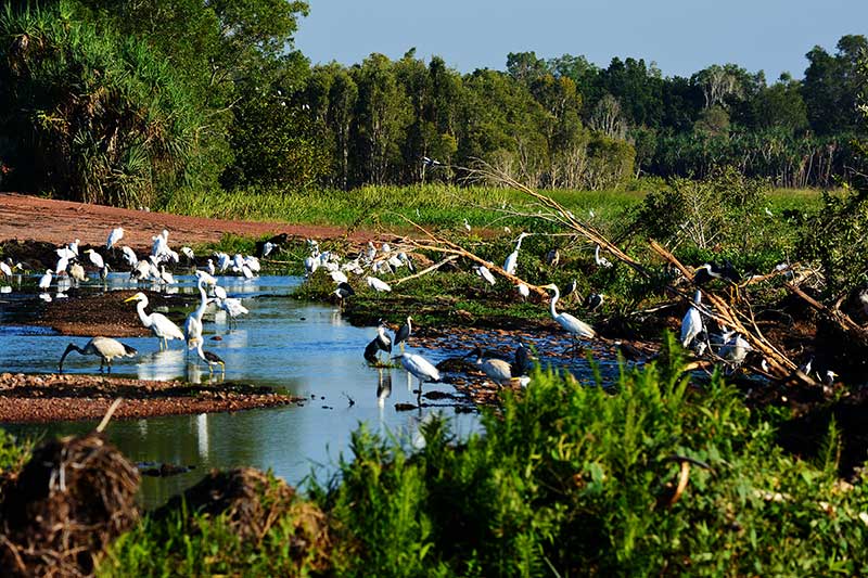 birds feeding at Fogg Dam