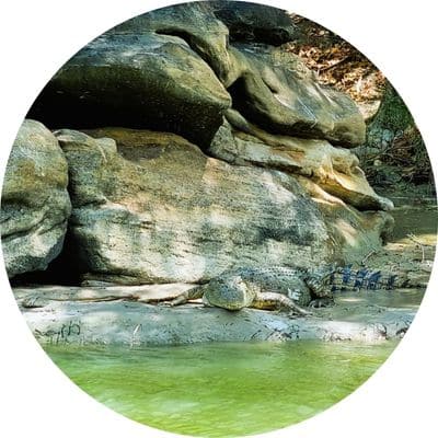 Saltwater crocodile laying on teh bank of the East Alligator river during the Guluyambi Culture Cruise
