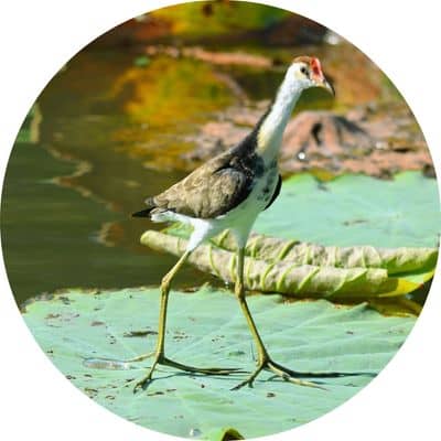 Jacana on the Yellow Waters Cruise